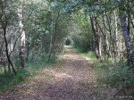 Aamsveen